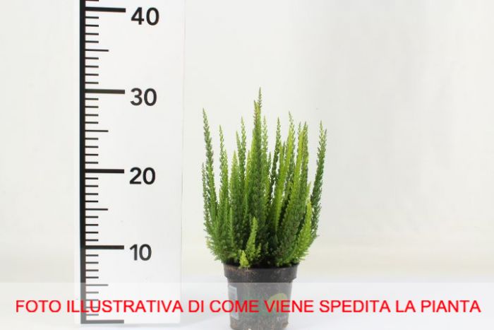 ERICA CALLUNA SKYLINE VASO 11