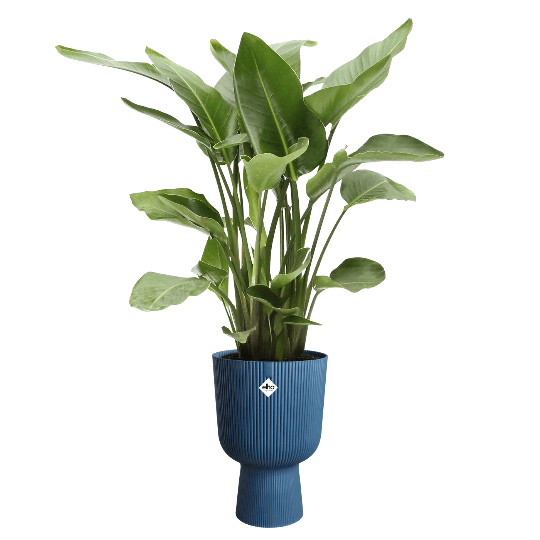 VASO VIBES FOLD COUPE 30CM DEEP BLUE