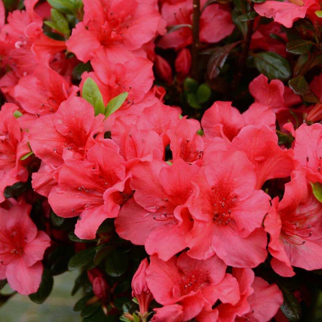 AZALEA JAPONICA JOHANNA VASO 15CM