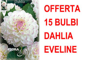 OFFERTA 15 BULBI DAHLIA EVELINE