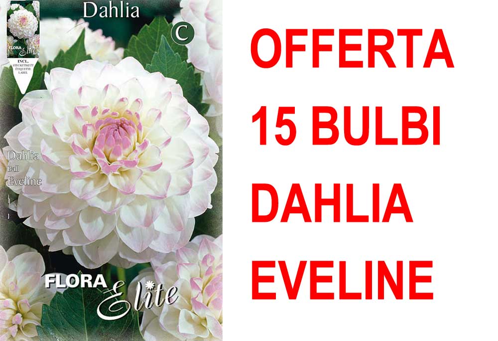 OFFERTA 15 BULBI DAHLIA EVELINE