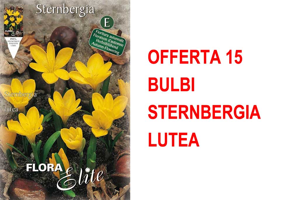 OFFERTA 15 BULBI STERNBERGIA LUTEA