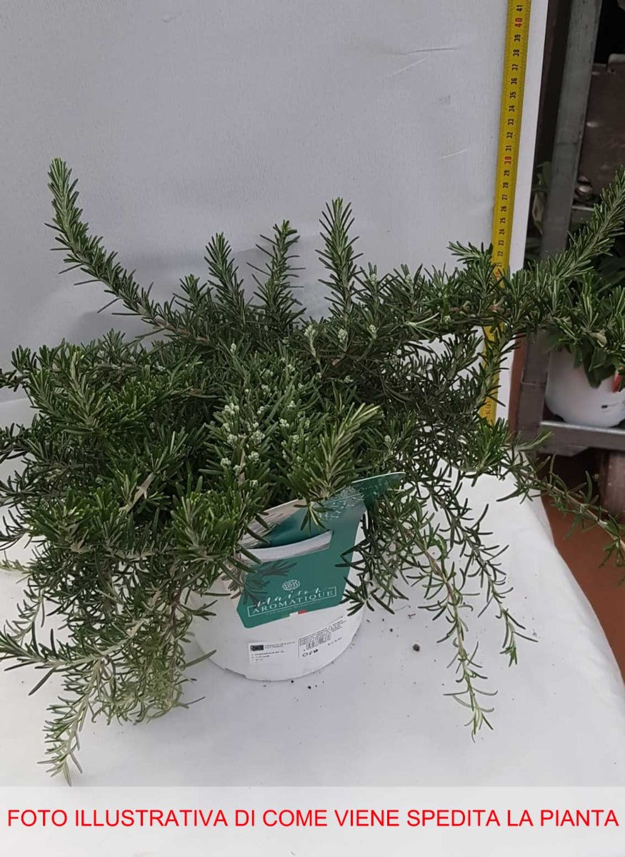 ROSMARINO PROSTRATUM STRICIANTE IN VASO 18CM