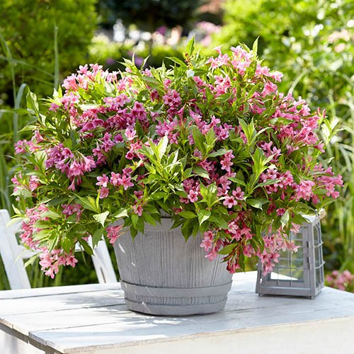 WEIGELA PICOBELLA ROSA VASO 23CM