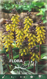 Bulbi di Muscari Macrocarpum Golden Fragrance 5 Bulbi - immagine 1
