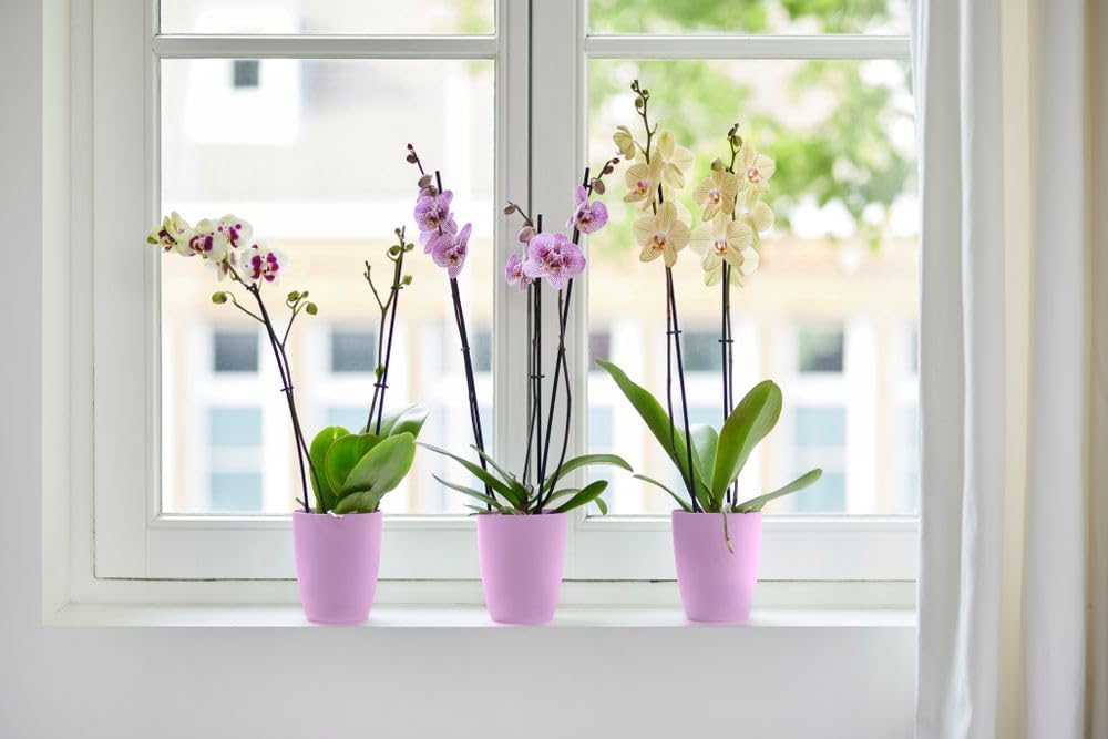 VASO PER ORCHIDEE BRUSSELS ORCHID HIGH 12,5CM VIVID VIOLET
