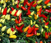CAPSICUM SALSA ROSSO PEPERONCINO ORNAMENTALE VASO 10.5CM