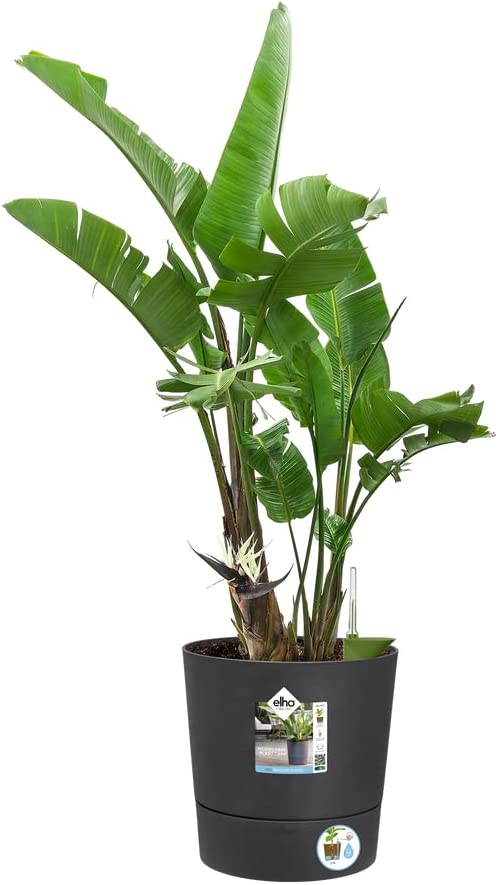 VASO GREENSENSE AQUA CARE ROUND 30CM CHARCOAL GREY GRIGIO SCURO