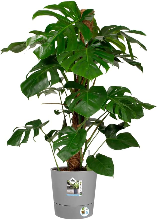 VASO GREENSENSE AQUA CARE ROUND 43CM LIGHT CONCRETE GRIGIO