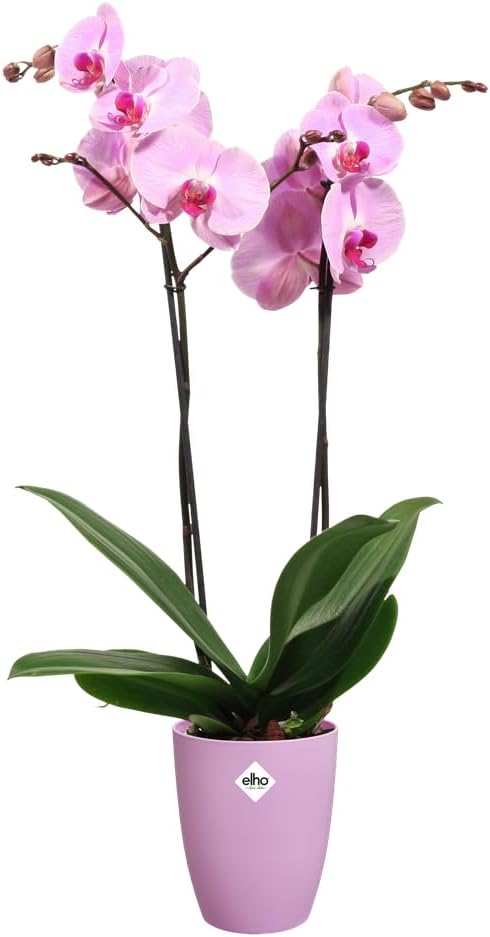VASO PER ORCHIDEE BRUSSELS ORCHID HIGH 12,5CM VIVID VIOLET