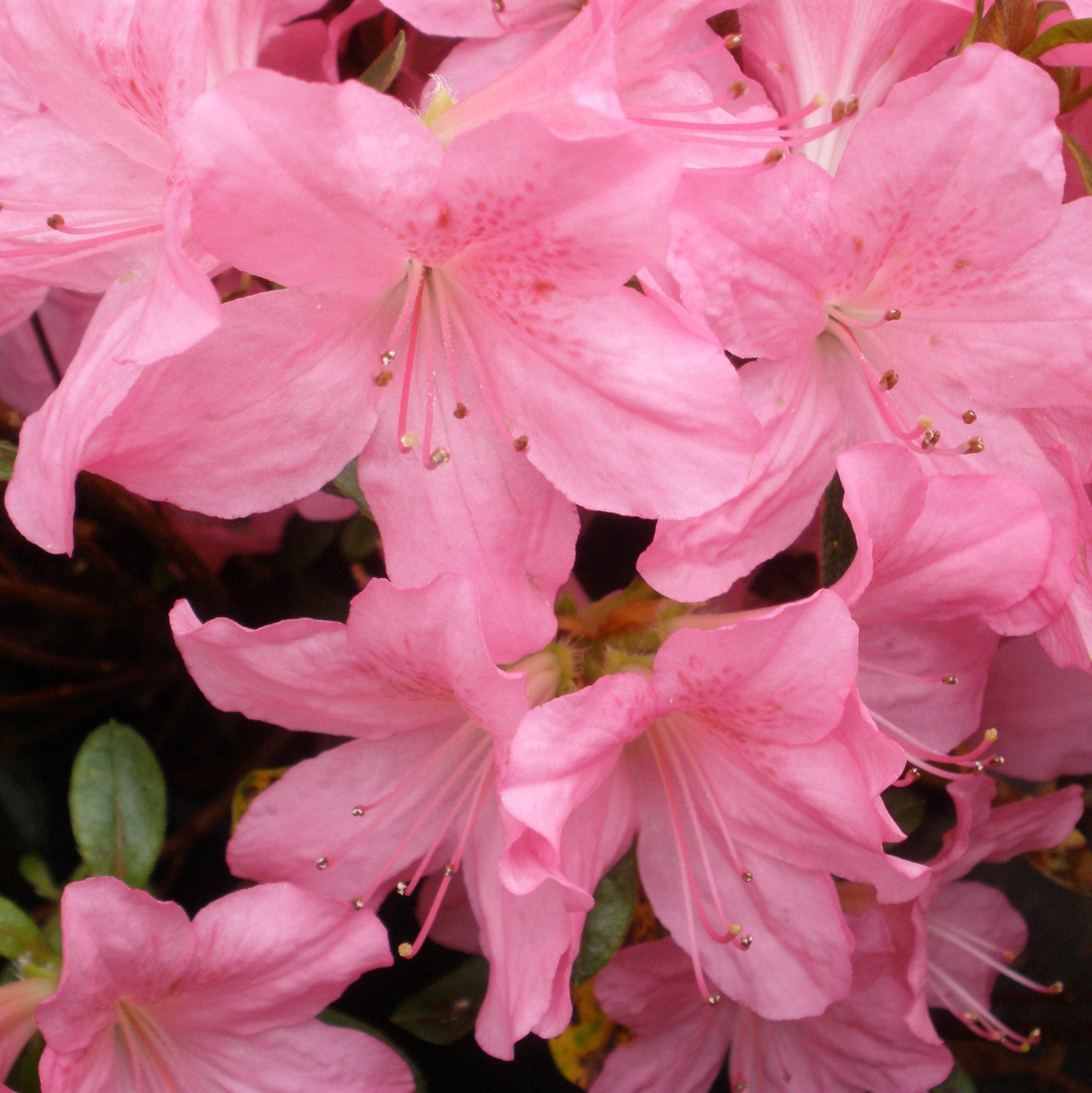 AZALEA JAPONICA RUSTICA GILBERT MULLIE VASO 19CM