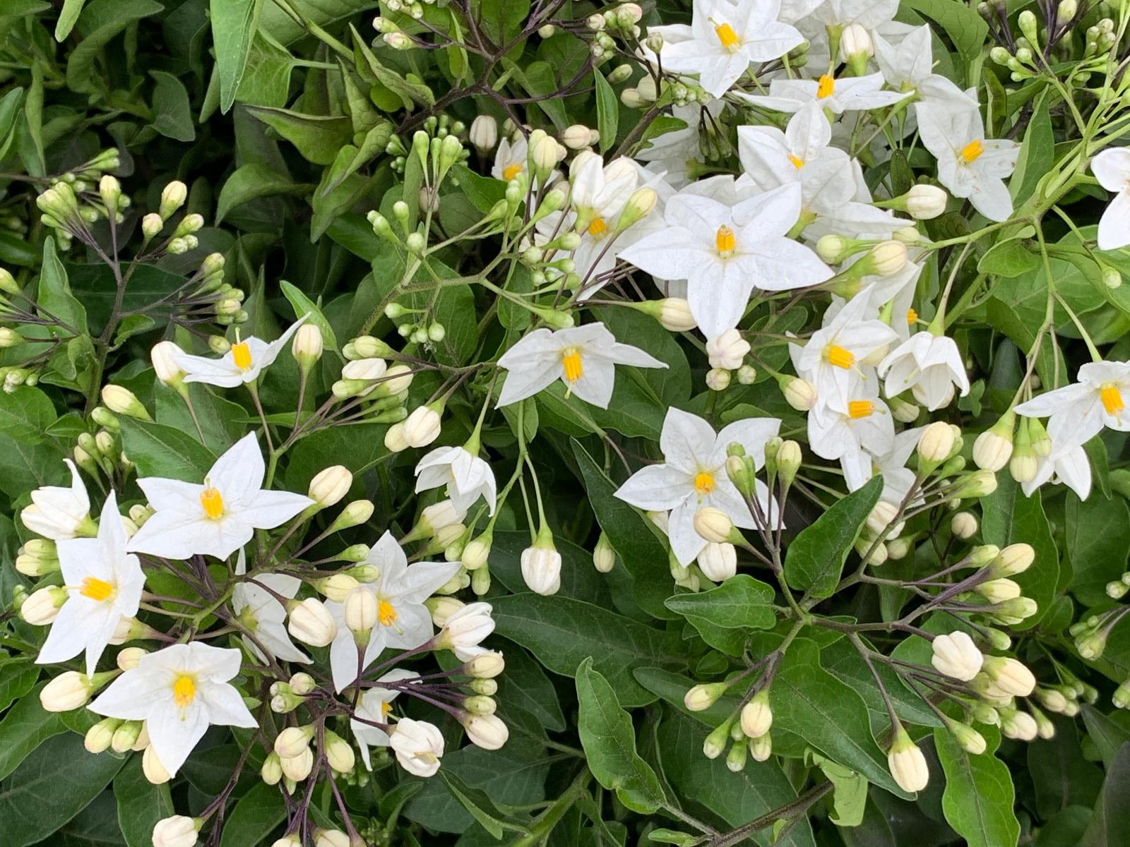 SOLANUM JASMINOIDES GELSOMINO DI NOTTE VASO 17CM