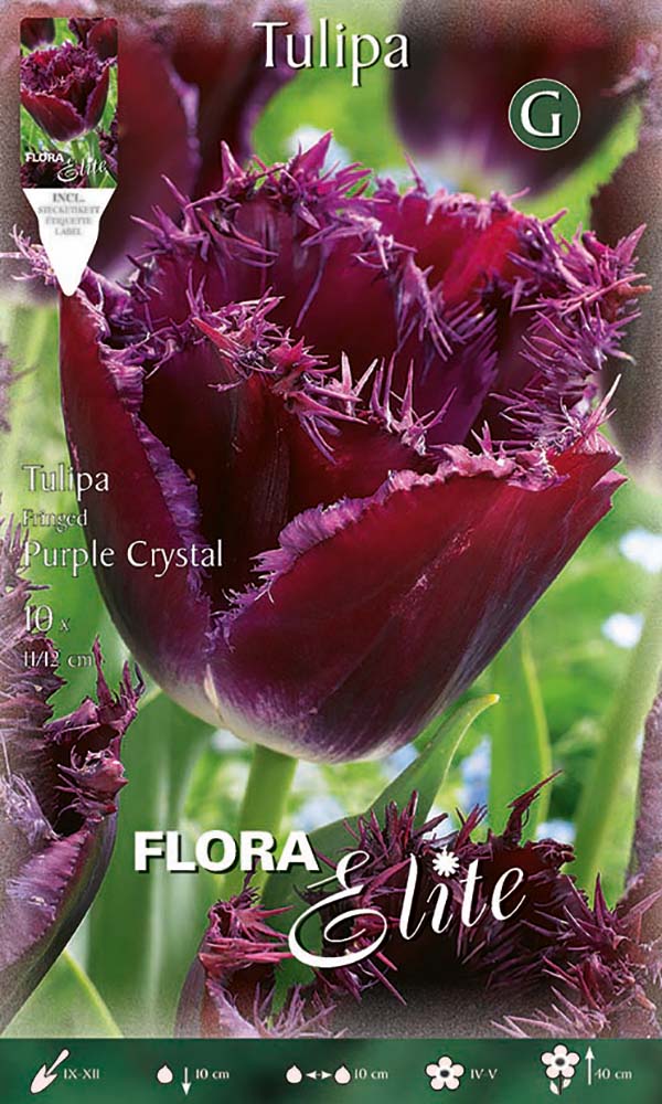 Bulbi di tulipano Fringed Purple Crystal (CONFEZIONE DA 7 BULBI)