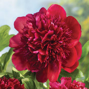 PEONIA LACTIFLORA ROSSA VASO 13CM