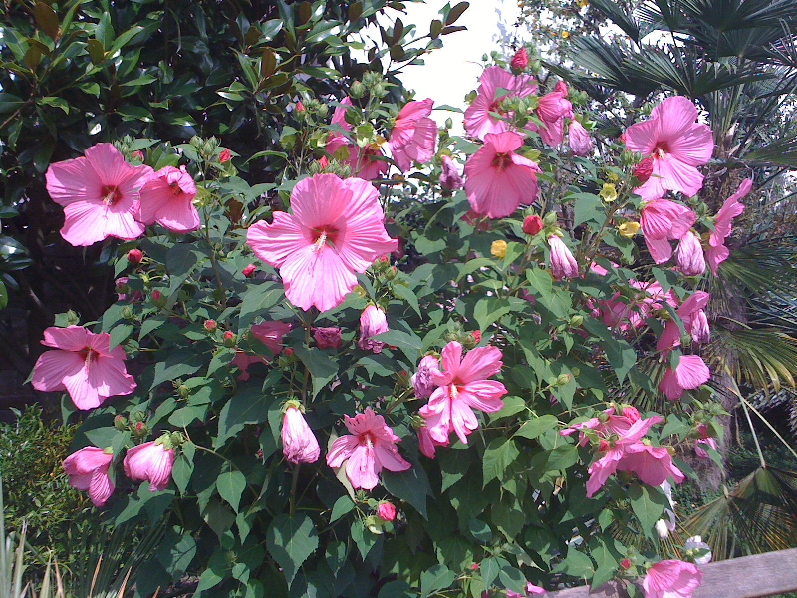 HIBISCUS IBISCO MOSCHEUTOS GIGANTE XXL COLORE ASSORTITO IN VASO 23CM