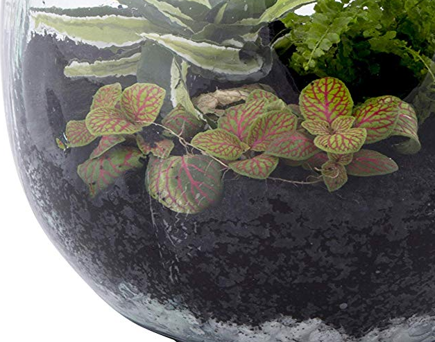 CARBONE ATTIVO 100 GR PER ECOSISTEMA TERRARIUM