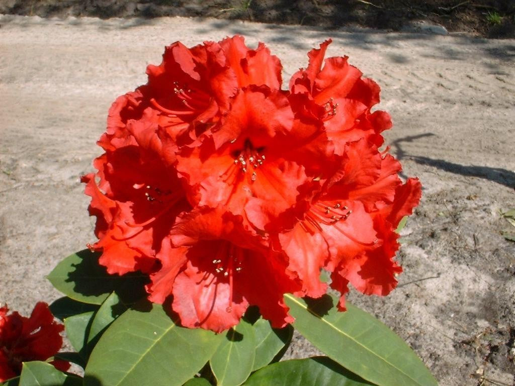 RODODENDRO RED JACK IN VASO 24CM