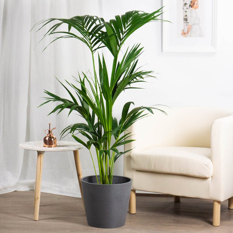 KENTIA KENZIA IN VASO 17CM
