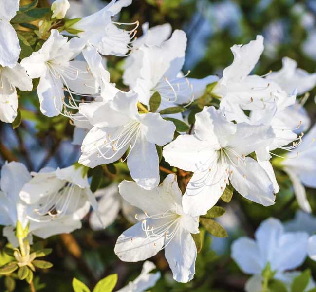 AZALEA JAPONICA RUSTICA MEME VASO 18CM