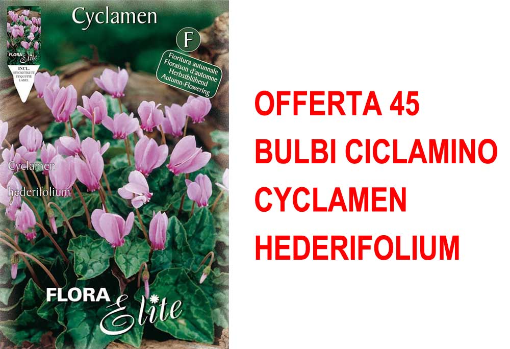 OFFERTA 45 BULBI CICLAMINO CYCLAMEN HEDERIFOLIUM