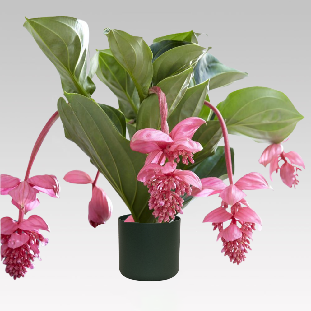 MEDINILLA VASO 17CM + COPRIVASO A SCELTA