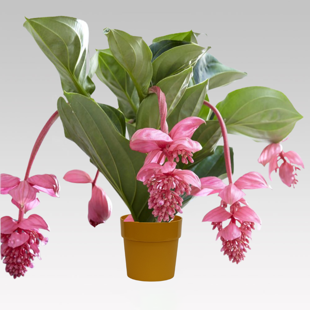 MEDINILLA 17CM TOPF + DECKEL IHRER WAHL