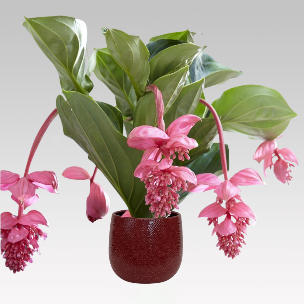 MEDINILLA 17CM TOPF + DECKEL IHRER WAHL