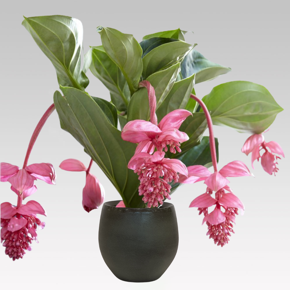 MEDINILLA VASO 17CM + COPRIVASO A SCELTA