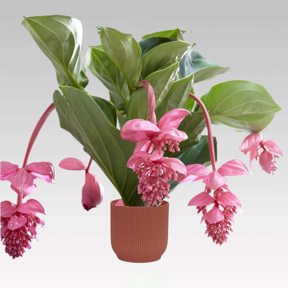 MEDINILLA 17CM TOPF + DECKEL IHRER WAHL