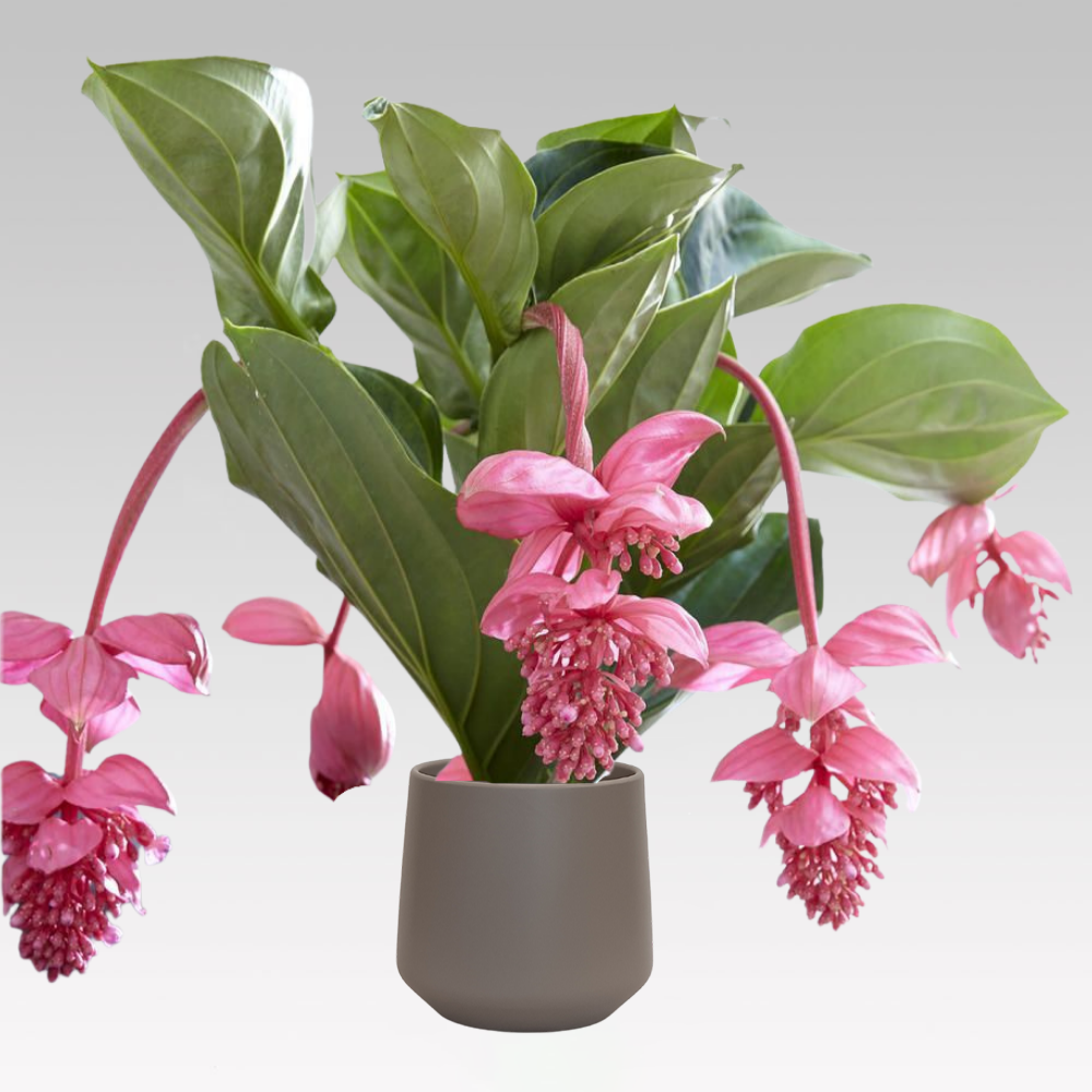 MEDINILLA 17CM TOPF + DECKEL IHRER WAHL