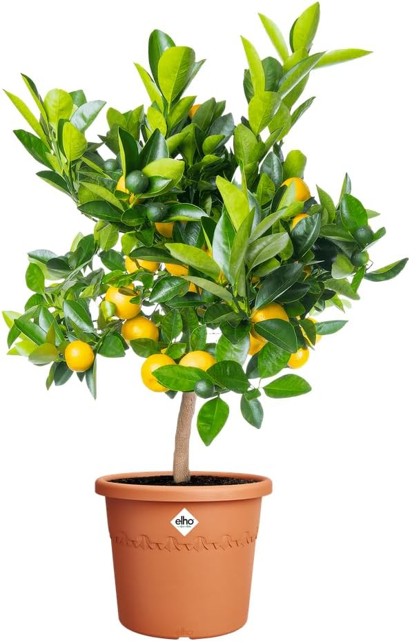 VASO ALGARVE CILINDRO 58CM TERRA