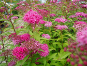 SPIRAEA JAPONICA ANTHONY WATERER VASO 19CM