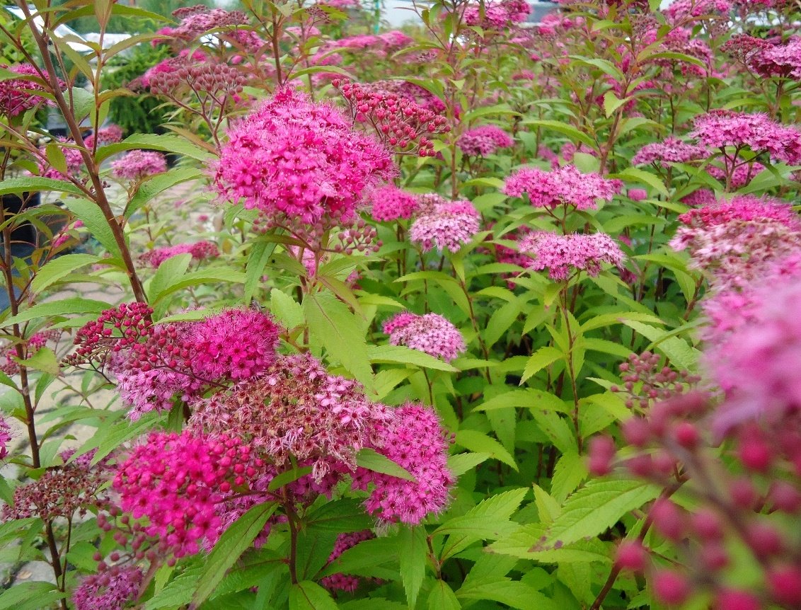 SPIRAEA JAPONICA ANTHONY WATERER VASO 19CM