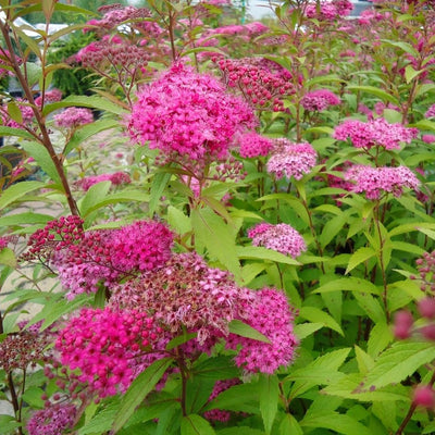 SPIRAEA JAPONICA ANTHONY WATERER VASO 14CM