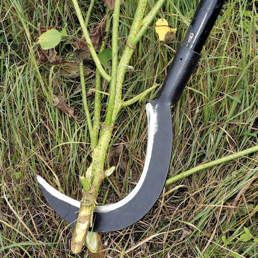 RONCOLA SCANSANO