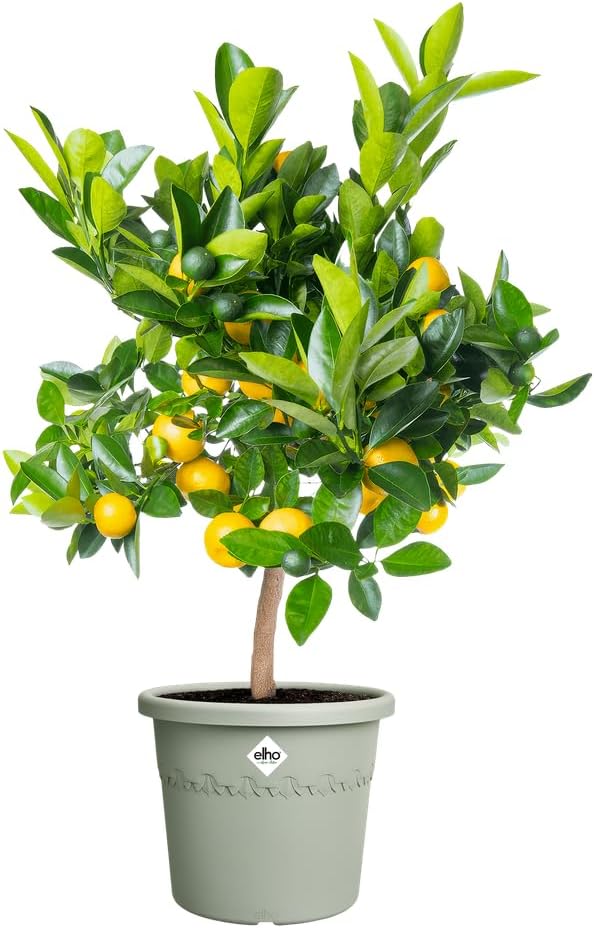 VASO ALGARVE CILINDRO 35CM VERDE TIMO