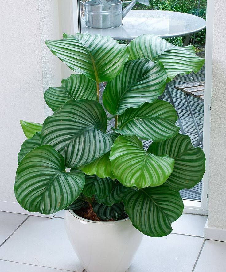 CALATHEA ORBIFOLIA IN VASO 14CM