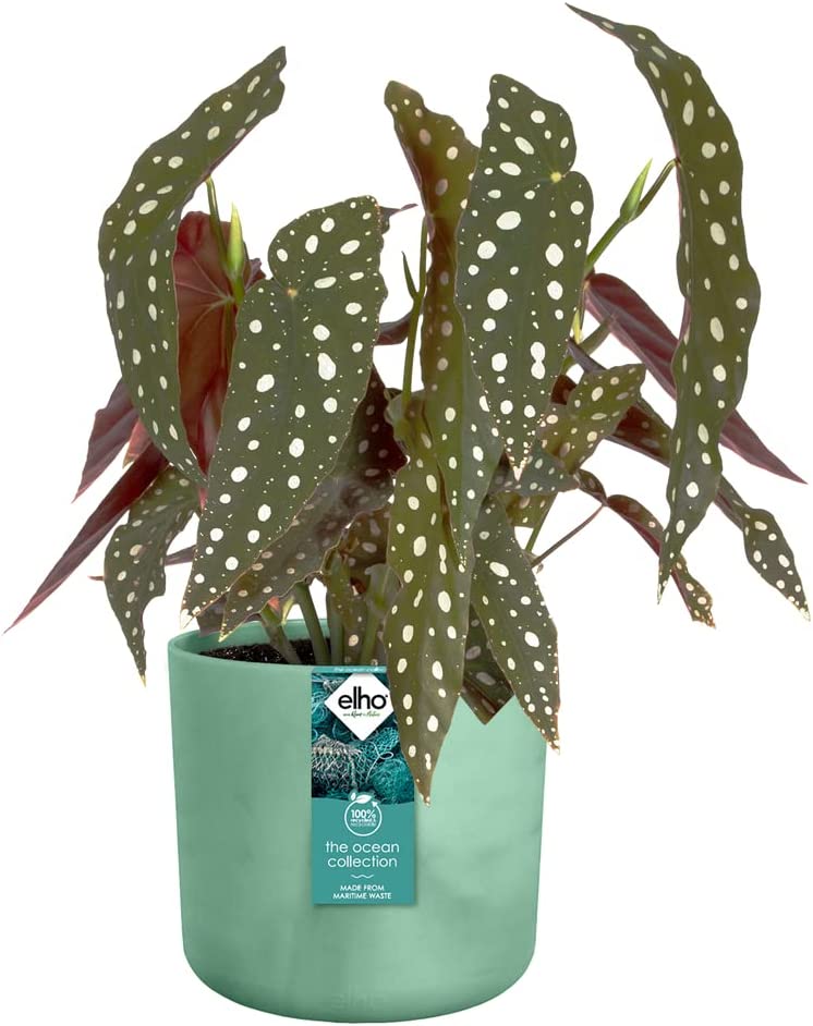 VASO THE OCEAN COLLECTION ROUND 18CM VERDE PACIFICO