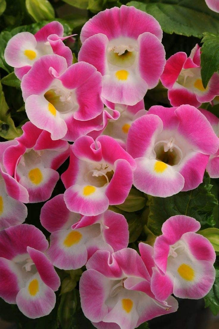 TORENIA FOURNIERI COLORE ASSORTITO VASO 13CM