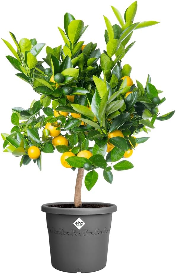VASO ALGARVE CILINDRO 40CM ANTHRACITE