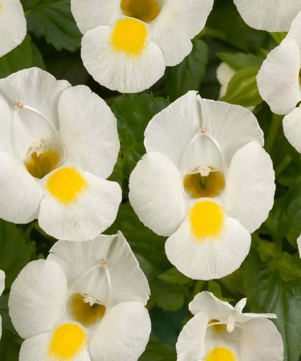 TORENIA FOURNIERI COLORE ASSORTITO VASO 13CM