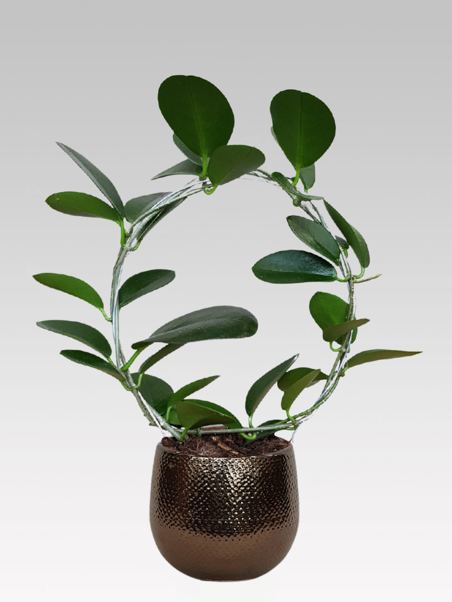 HOYA AUSTRALIS WACHSBLUME, 12 CM TOPF + TOPFDECKEL NACH WAHL