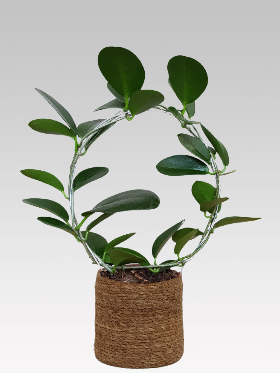 HOYA AUSTRALIS WACHSBLUME, 12 CM TOPF + TOPFDECKEL NACH WAHL