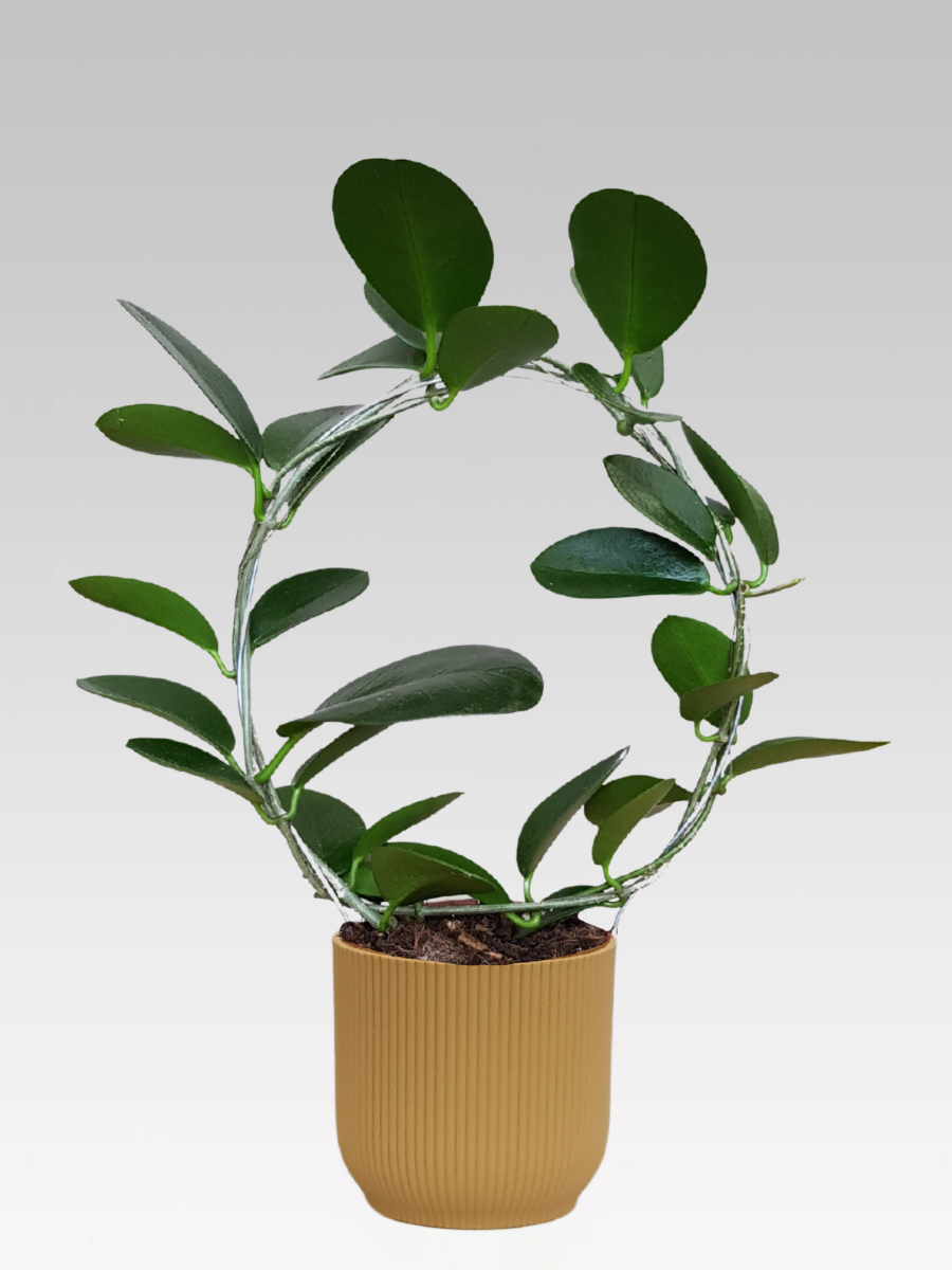 HOYA AUSTRALIS FIORE DI CERA VASO 12CM + COPRIVASO Ø 14 GIALLO