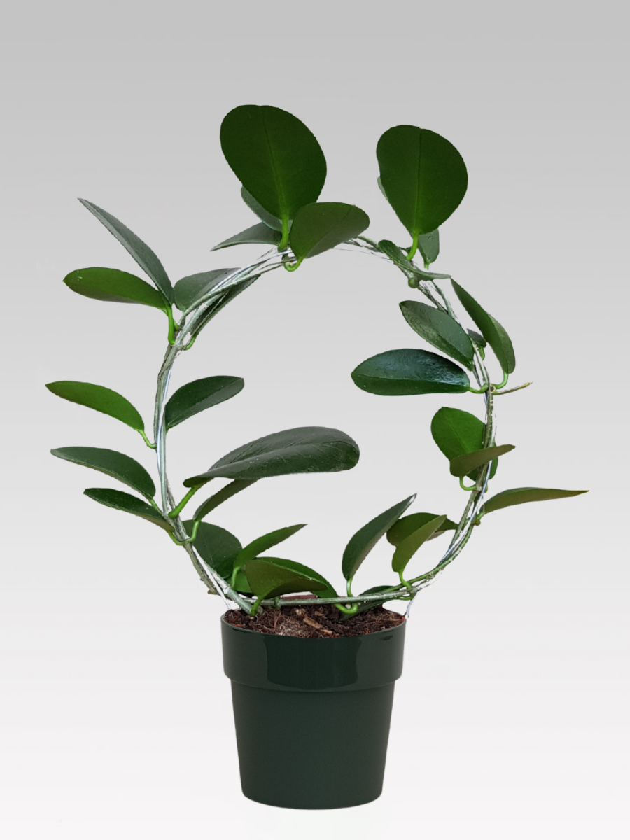 HOYA AUSTRALIS WACHSBLUME, 12 CM TOPF + TOPFDECKEL NACH WAHL