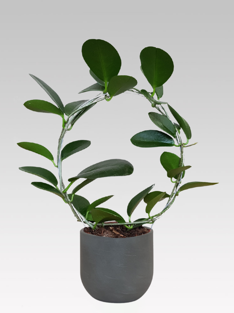 HOYA AUSTRALIS WACHSBLUME, 12 CM TOPF + TOPFDECKEL NACH WAHL
