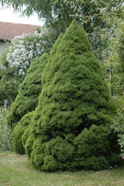 PICEA GLAUCA CONICA VASO 19CM