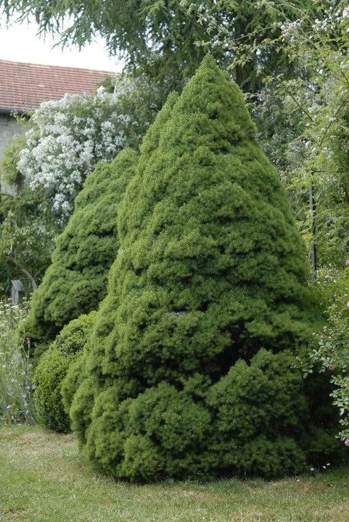 PICEA GLAUCA CONICA VASO 16CM
