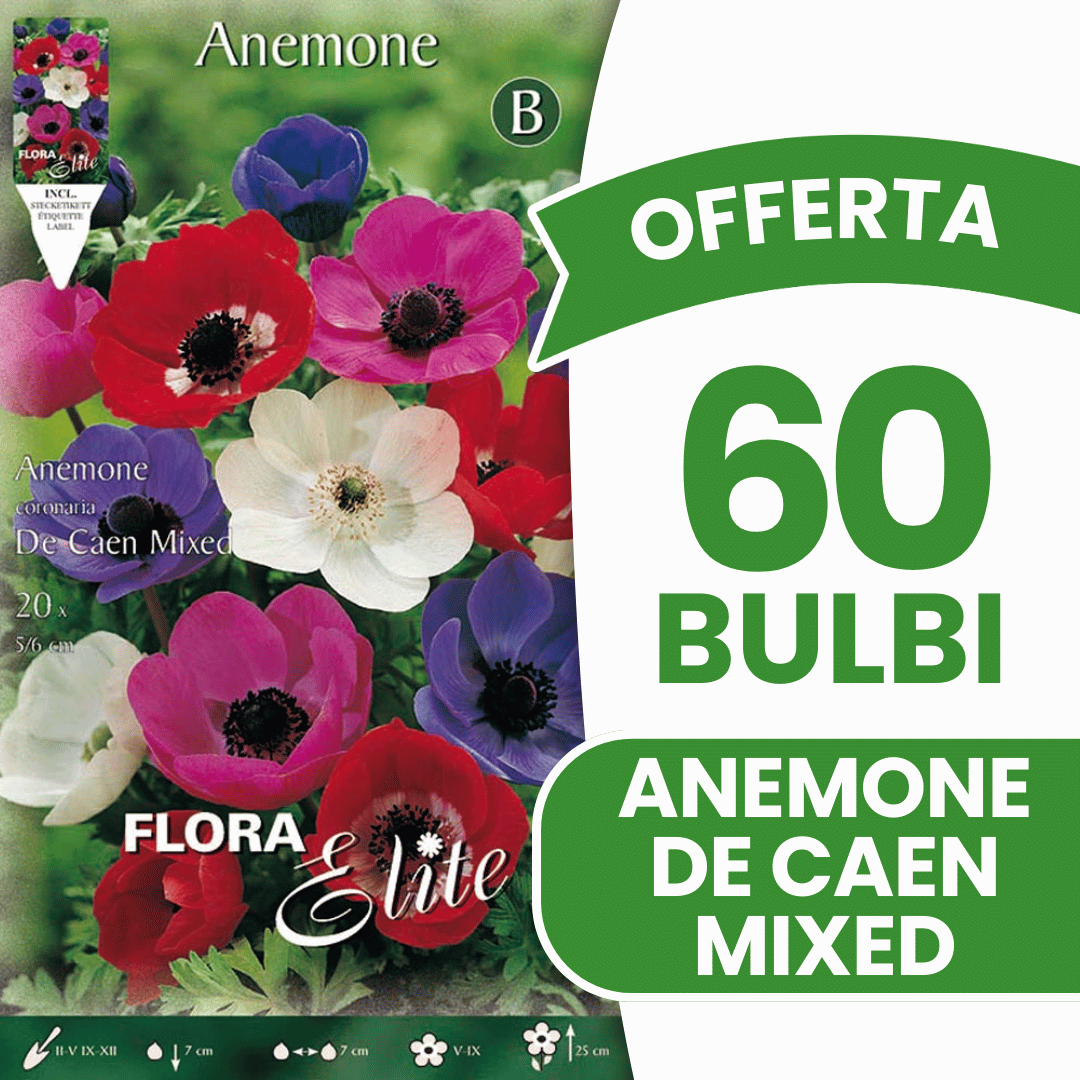 OFFERTA 60 BULBI ANEMONE DE CAEN MIX