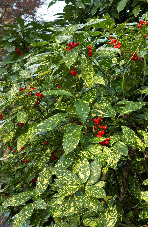 AUCUBA JAPONICA CROTONIFOLIA VASO 14CM